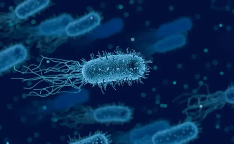 Innovative Discovery of Viral Defense Mechanism in Marine Bacteria by Israeli Scientists