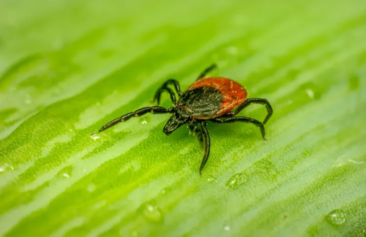 Are 135 Cases of a Potentially Fatal Tick-Borne Disease Reported in Japan for 2025?