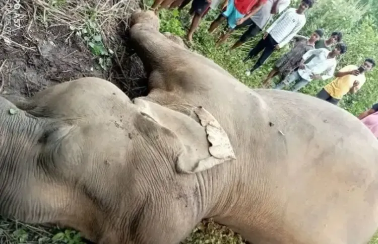 क्या गजराज की मौत के पीछे छिपी है बिजली की करंट की सच्चाई? : झारखंड के कोल्हान प्रमंडल में 35 दिन में चार हाथियों की हुई मौत