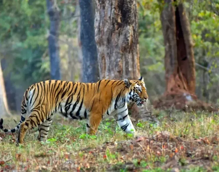 Madhav National Park Set to Become Madhya Pradesh's 9th Tiger Reserve