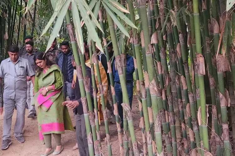 Maharashtra Set to Sign MoU with Tripura for Bamboo Industry Development