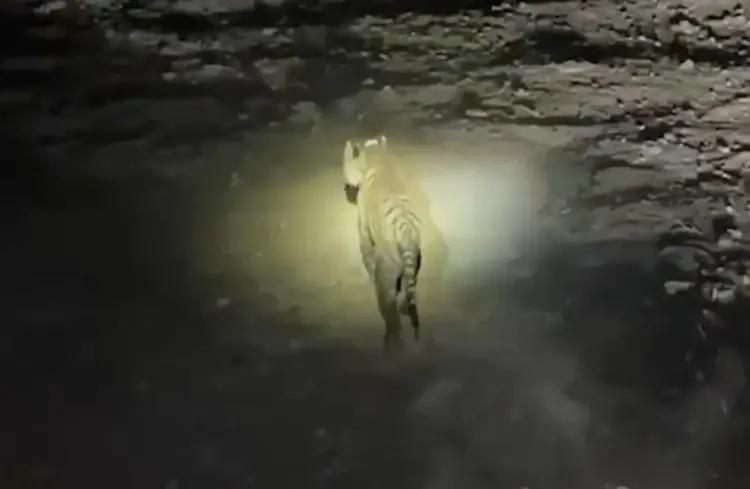Madhav Tiger Reserve Welcomes New Tiger, Total Reaches Seven