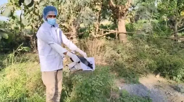 Enigmatic Deaths of 20 Crows in Bhojpur, Bihar; Officials Exclude Bird Flu