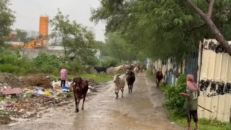 क्या नोएडा में यमुना खतरे के निशान से ऊपर पहुंच गई है?
