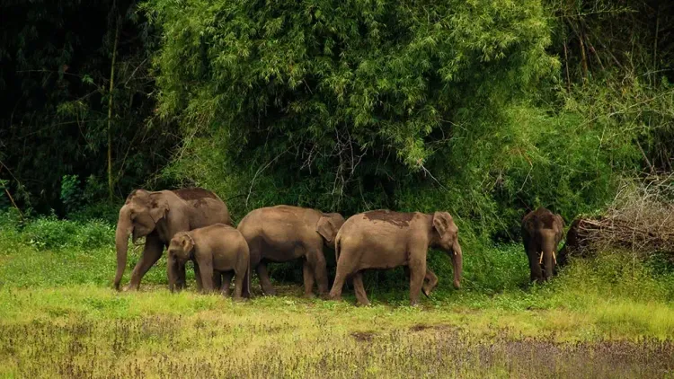 Priyanka Gandhi Raises Alarm Over Rising Wild Animal Attacks in Wayanad