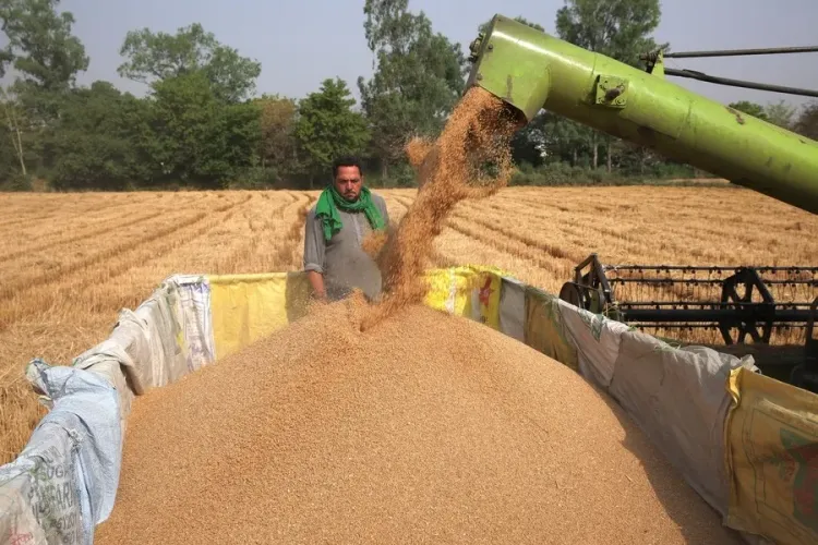 Punjab Set for Record Wheat Harvest with 13.16 Lakh Metric Tons in Markets
