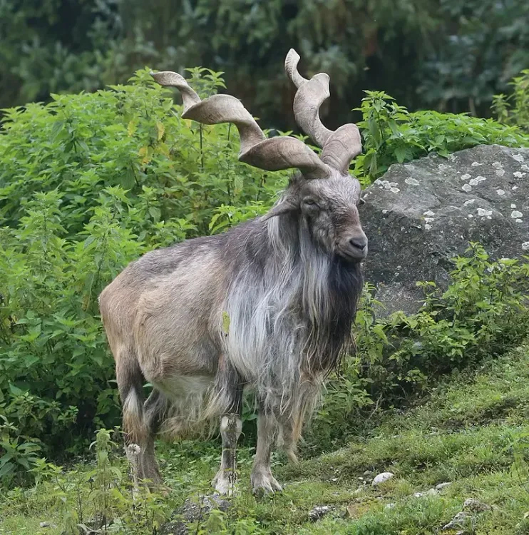 Rare Markhor Wild Goat Spotted in Baramulla, J&K