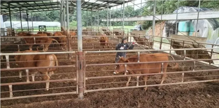 South Korea Reports First Foot-and-Mouth Disease Outbreak in Nearly Two Years