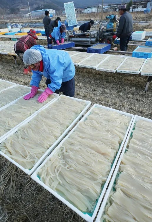 South Korea's Dried Seaweed Exports Reach Record Levels in Q1