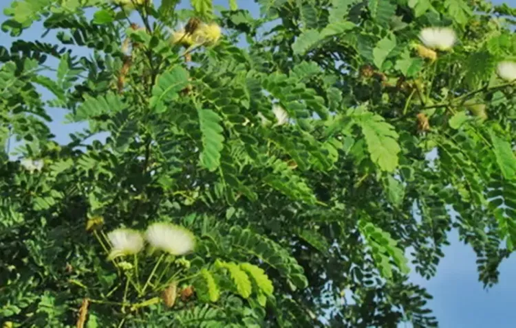 क्या 'शिरीष' संक्रमण रोकने और सेहत बनाए रखने में मददगार है? आयुर्वेद में इसे ‘गुणों की खान’ कहा जाता है