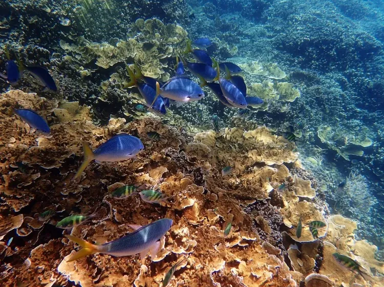 Can Selective Breeding Save Coral Reefs?