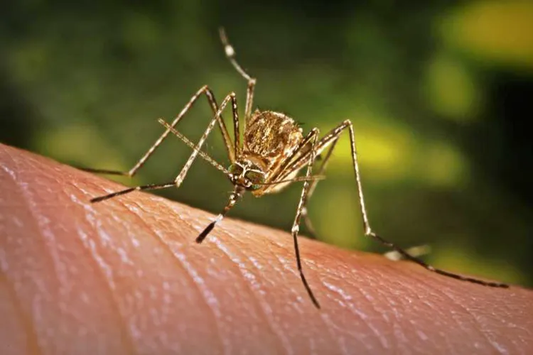 How Many Dengue Cases Has Sri Lanka Reported This Year?