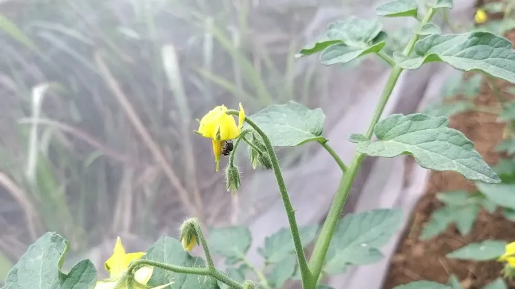 Could Stingless Bee Species Discovered by Nagaland University Researchers Enhance Crop Yield and Quality?