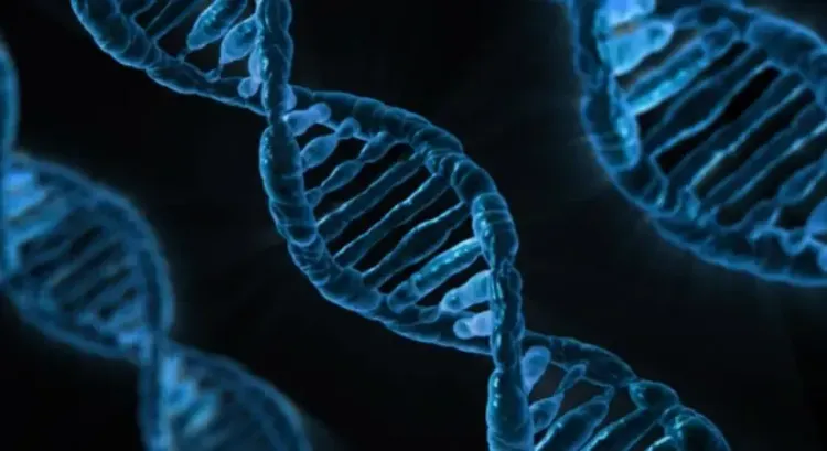What Genetic Factors Influence ADHD Symptoms, Autistic Traits, and Anxiety?