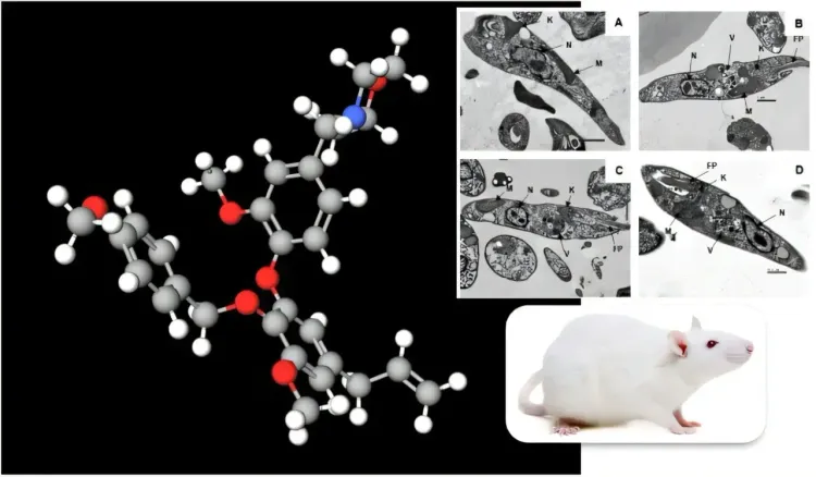 Research Indicates Brazilian Plant Compound May Hold Promise for Kala-Azar Treatment