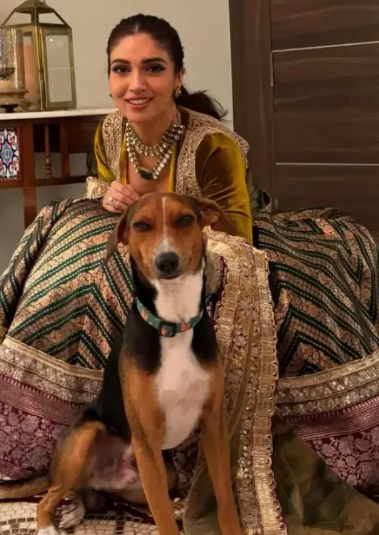 क्या सुप्रीम कोर्ट का आदेश आवारा कुत्तों के लिए सही है? भूमि पेडनेकर की चिंता