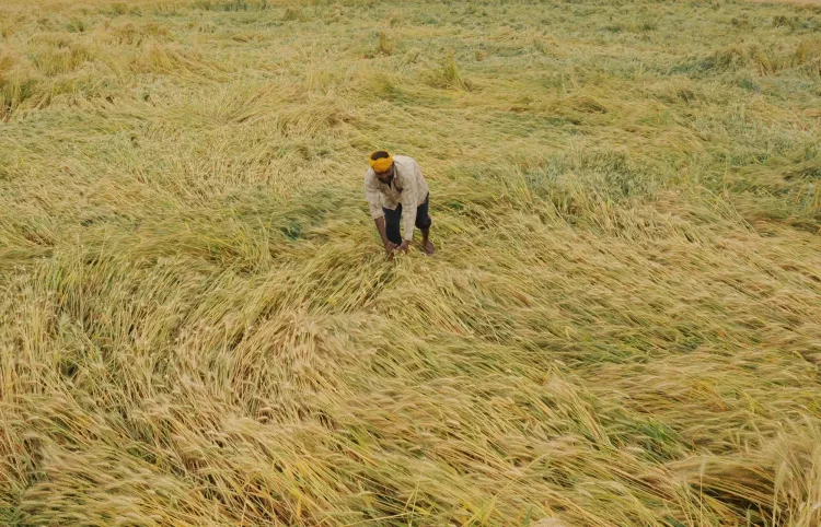 Farmers in TN Delta Face High Machine Rental Costs and Crop Losses Due to Unseasonal Rains