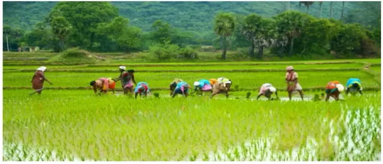 Tamil Nadu Farmers to Receive Training in Modern Paddy Cultivation Techniques in Japan, China, and Vietnam