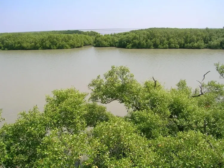 Did the TN government really restore 2,057 hectares of mangroves in Muthupet?
