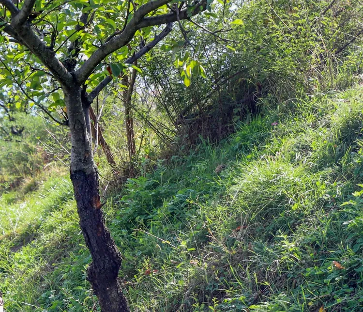 How is the TN government using drones and robots to combat forest fires?