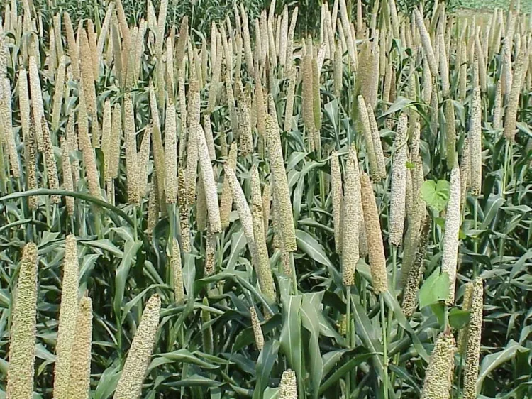 Has the Total Area Sown Under Kharif Crop Surpassed 262.15 Lakh Hectares?