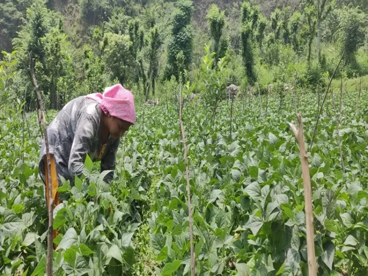 Area Planted for Rabi Crops Surpasses 640 Lakh Hectares