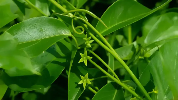 क्या कृष्ण सारिवा के अद्भुत लाभ त्वचा रोगों से लेकर पाचन तक हैं?