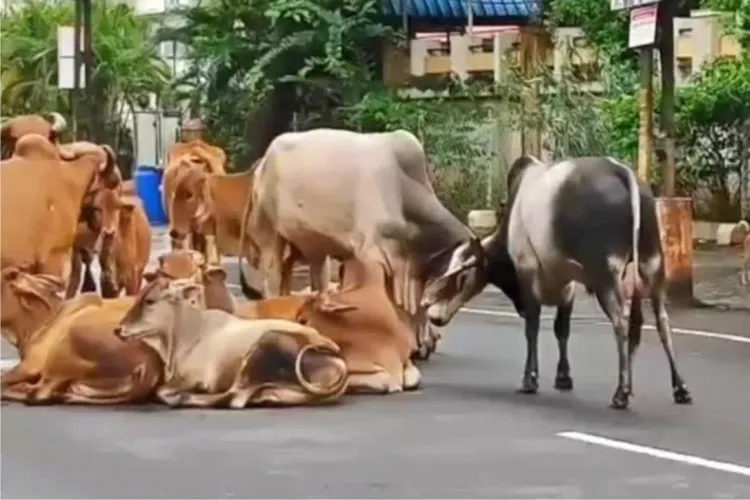 Vadodara Municipal Corporation Initiates 18 Teams to Tackle Stray Cattle Issue
