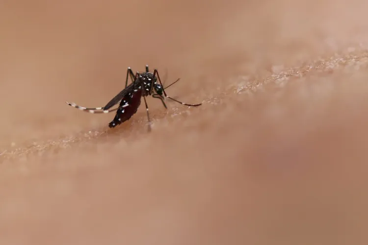 Has WHO Unveiled New Guidelines for Managing Dengue, Chikungunya, Zika & Yellow Fever?