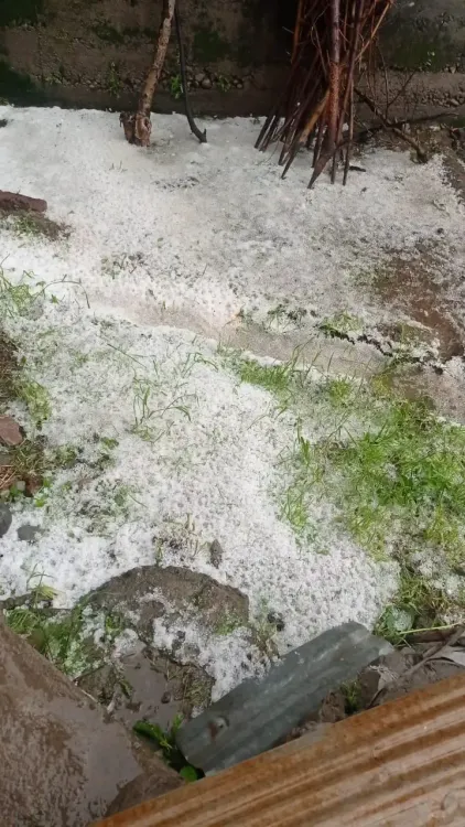 Final Winter Blast: Hailstorm Blankets Jhunjhunu Fields