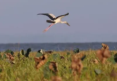 Migratory birds arrive at Myanmar's wetland sanctuary for winter