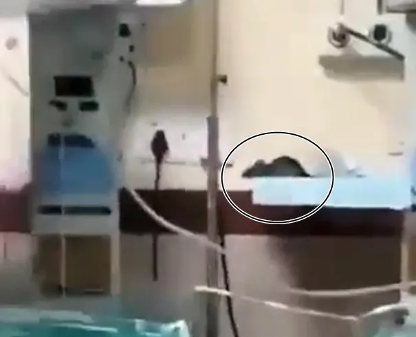 How Did Rodents Bite Newborns in MP Hospital?