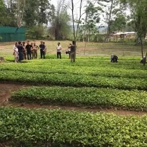 Does Nagaland Hold the Key to Expanding Coffee Plantations Over 10 Lakh Hectares?