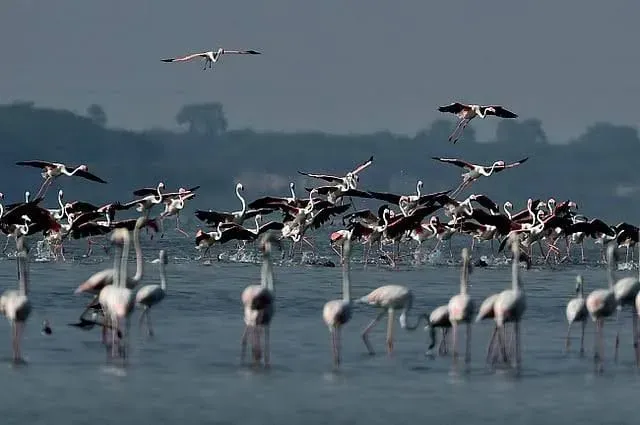 Will a New Eco-Tourism Bird-Watching Site Transform TN's Pulicat?