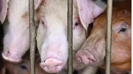 Over 3,050 Pigs Lost to African Swine Fever in Mizoram