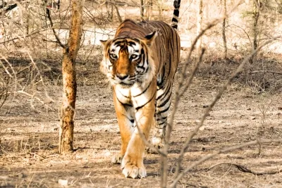 What Happened to the Priest Killed by a Tiger Inside Ranthambore Fort?