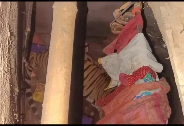 Why Is a Tiger Taking Shelter Inside a Home in Ranchi?