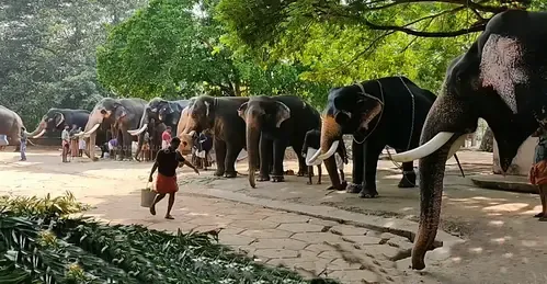 What’s New in Guruvayur? Rejuvenation Therapy for 22 Elephants Kicks Off!