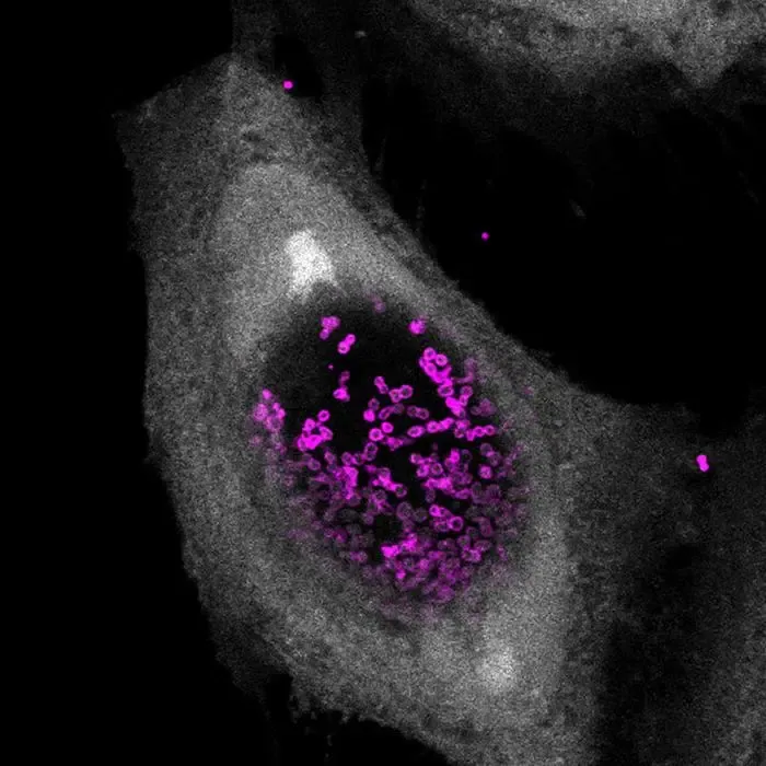 Can a Newly Discovered Molecule Effectively Eliminate Chlamydia?