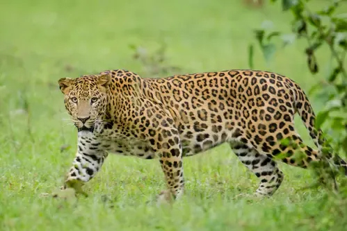 What Happened to the Six-Year-Old Girl Taken by a Leopard in TN's Valparai?