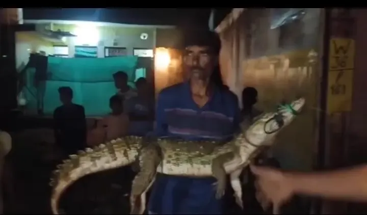 क्या शिवपुरी में मगरमच्छ बन गया खिलौना?