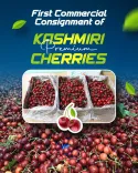Is the first commercial consignment of premium cherries really heading to Saudi Arabia and UAE?