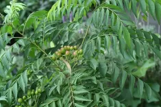 क्या मीठा नीम स्वास्थ्य के लिए है लाभकारी?