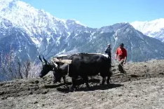 Are 2,244 Families Embracing Chemical-Free Farming in Himachal's Remote Pangi?