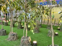 What Highlights Emerged from the 34th Mango Festival?