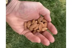 Can a Daily Handful of Almonds Combat Metabolic Syndrome?