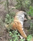 What Happened to Another Tigress in Karnataka?