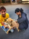 Is the Anti-rabies Vaccine Available in Most Public Health Facilities in India?