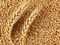 Area sown under Rabi crop crosses 428 lakh hectares mark