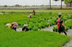Why Are Tamil Nadu Farmers Turning to Private Money Lenders?